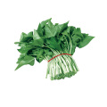 Green leaf green stem kongxin cai kangkong water spinach vegetable seeds